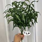 بوته آکوبا - تصویر 3