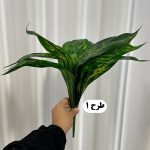 بوته برگ 12 برگ - تصویر 2