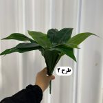 بوته برگ 12 برگ - تصویر 3