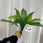 بوته برگ 12 برگ - تصویر 4