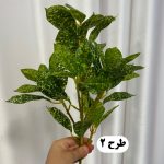 بوته برگ بادامی لمسی - تصویر 3