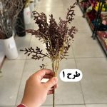 بوته دم روباهی - تصویر 2