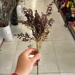بوته دم روباهی