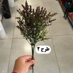 بوته دم روباهی پفکی - تصویر 3