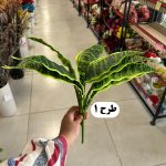 بوته برگ 9 برگ - تصویر 2