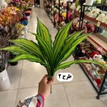 بوته برگ 9 برگ - تصویر 3