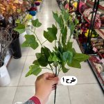 بوته برگ لمسی - تصویر 2