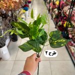 بوته برگ لمسی - تصویر 3