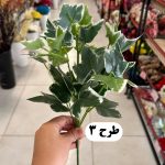بوته برگ باکسی لمسی - تصویر 3