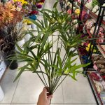 بوته مرداب