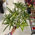 بوته مرداب - تصویر 2