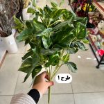 بوته برگ باکسی بزرگ 9 شاخه - تصویر 2