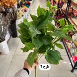 بوته برگ باکسی بزرگ 9 شاخه - تصویر 3