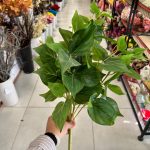 بوته برگ باکسی بزرگ 9 شاخه