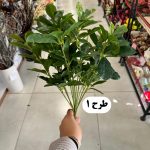 بوته شفلرا - تصویر 3