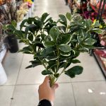 بوته شفلرا