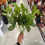 بوته باکسی هندوانه ای