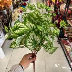بوته برگ باکسی گوش گرگی