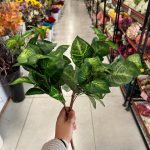 بوته برگ باکسی بگونیا
