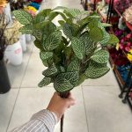 بوته نعنایی