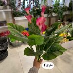 درختچه اسپاتی 5 گل - تصویر 3