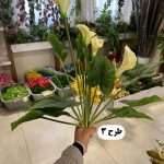 درختچه اسپاتی 5 گل - تصویر 4