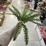 بوته سرخس