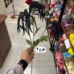شاخه اورانتوس 3 بازو - تصویر 3
