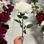 شاخه پیونی - تصویر 2