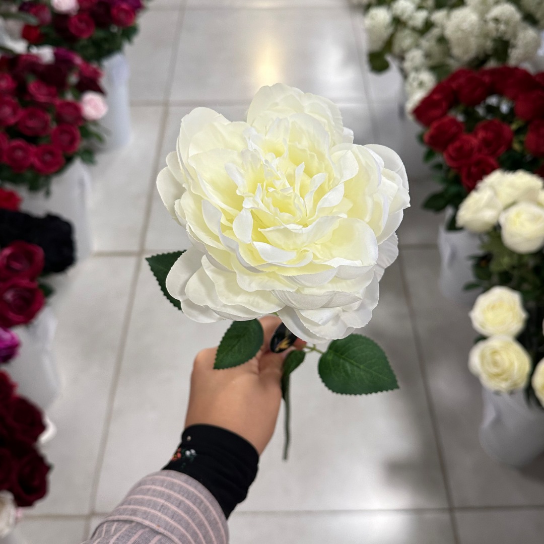 IMG_20250831_112741_(1080_x_1080_pixel) شاخه پیونی - تصویر 1