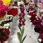 شاخه شبو فندقی - تصویر 2