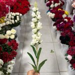 شاخه شبو فندقی - تصویر 4