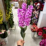 شاخه شبو - تصویر 2