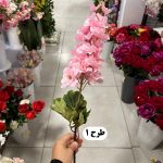 شاخه شبو مخمل - تصویر 2