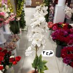 شاخه شبو مخمل - تصویر 4