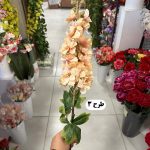 شاخه شبو - تصویر 3