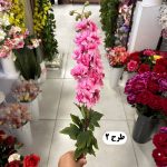 شاخه شبو - تصویر 4