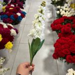 شاخه شبو - تصویر 2