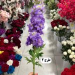 شاخه شبو - تصویر 3