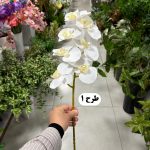 شاخه ارکیده - تصویر 3
