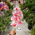 شاخه ارکیده - تصویر 2