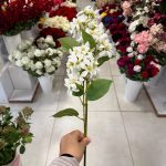شاخه شکوفه