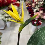 شاخه پرنده بهشتی - تصویر 3