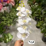 شاخه ارکیده - تصویر 3