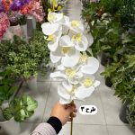 شاخه ارکیده - تصویر 4