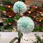 شاخه داوودی 2 گل - تصویر 4