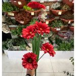 شاخه ژربرا - تصویر 4