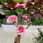 شاخه ژربرا - تصویر 2