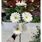 شاخه ژربرا