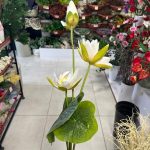 شاخه مرداب - تصویر 4